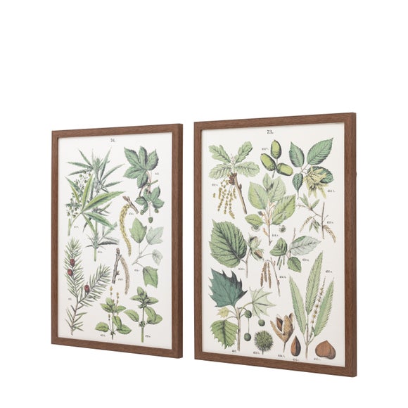 Cedar & Sage Set of 2 Foliage Study Framed Prints