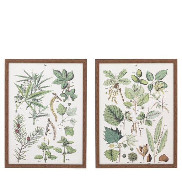 Cedar & Sage Set of 2 Foliage Study Framed Prints